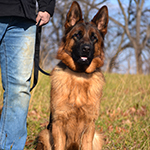 red and black german shepherd puppies for sale near me